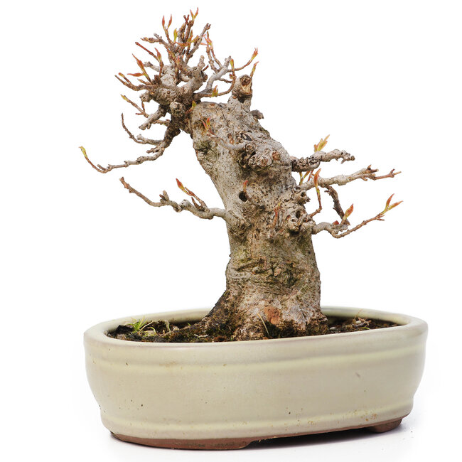 Acer buergerianum, 13 cm, ± 12 ans