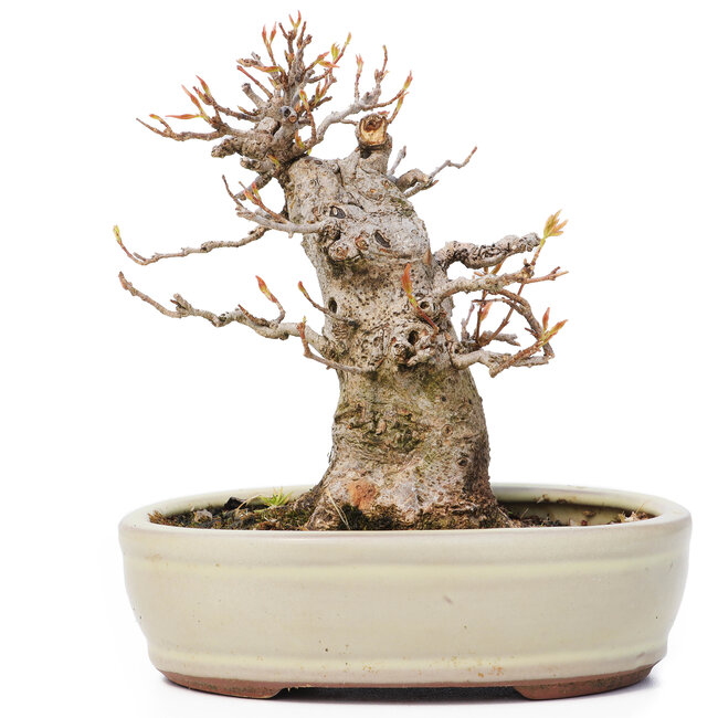 Acer buergerianum, 13 cm, ± 12 años