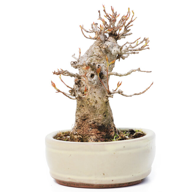 Acer buergerianum, 13 cm, ± 12 ans