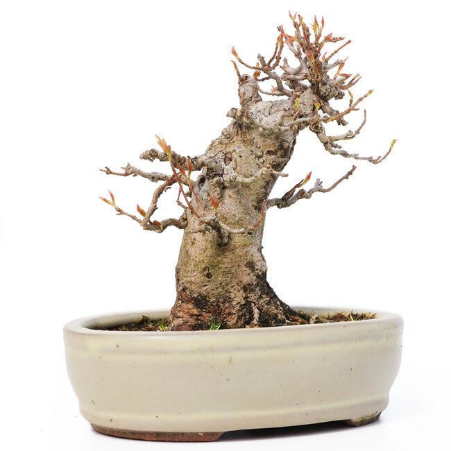 Acer buergerianum, 13 cm, ± 12 years old