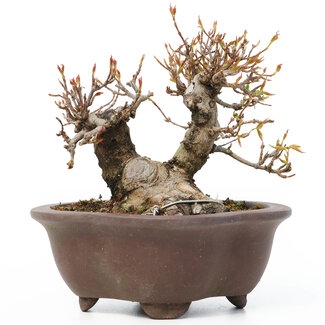 Acer buergerianum, 12 cm, ± 15 Jahre alt