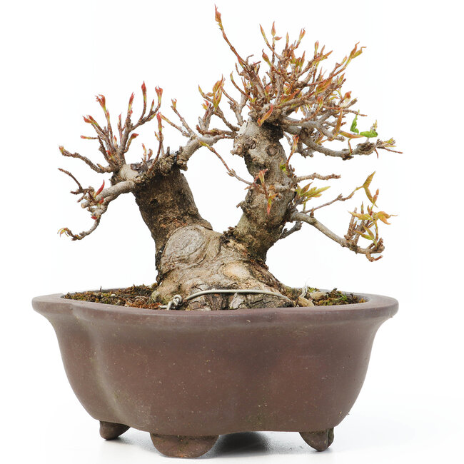 Acer buergerianum, 12 cm, ± 15 years old