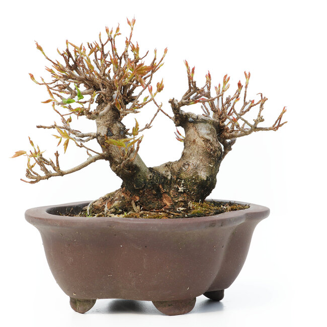 Acer buergerianum, 12 cm, ± 15 años