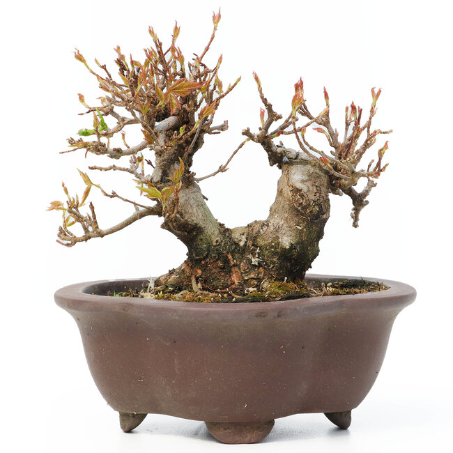 Acer buergerianum, 12 cm, ± 15 ans