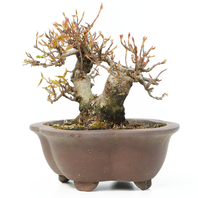 Acer buergerianum, 12 cm, ± 15 jaar oud
