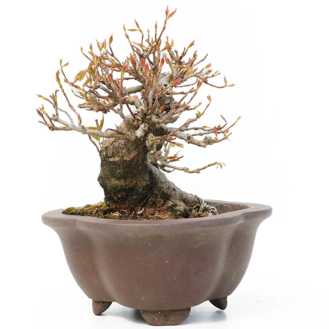 Acer buergerianum, 12 cm, ± 15 Jahre alt