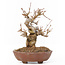 Acer buergerianum, 13 cm, ± 12 years old