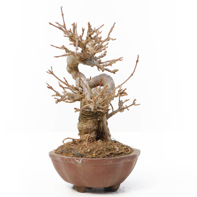 Acer buergerianum, 13 cm, ± 12 years old