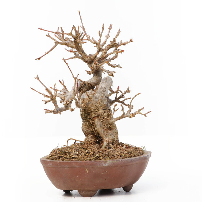 Acer buergerianum, 13 cm, ± 12 años