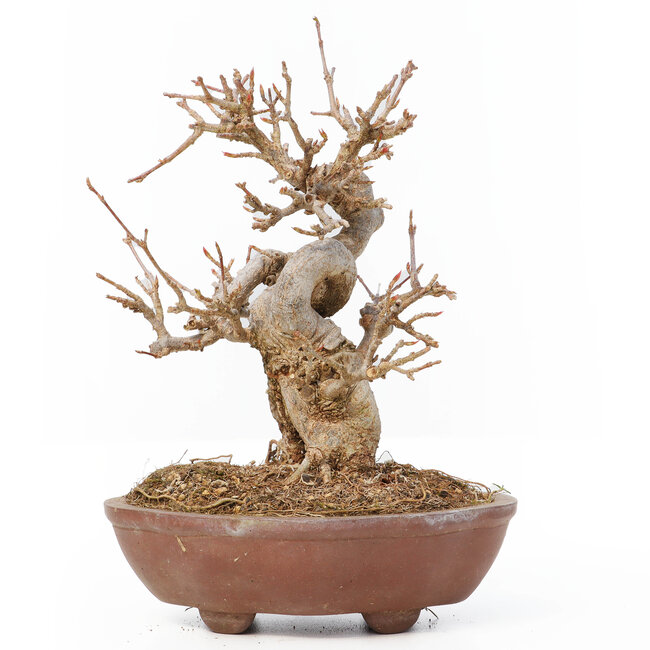 Acer buergerianum, 13 cm, ± 12 Jahre alt