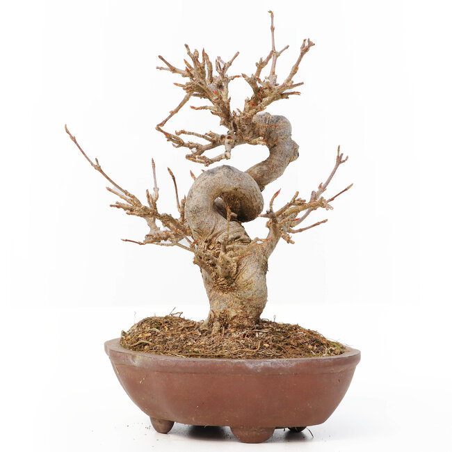 Acer buergerianum, 13 cm, ± 12 ans