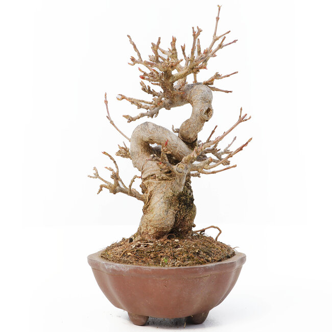 Acer buergerianum, 13 cm, ± 12 years old