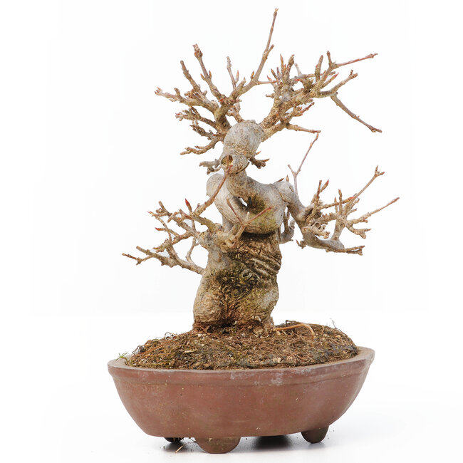 Acer buergerianum, 13 cm, ± 12 Jahre alt