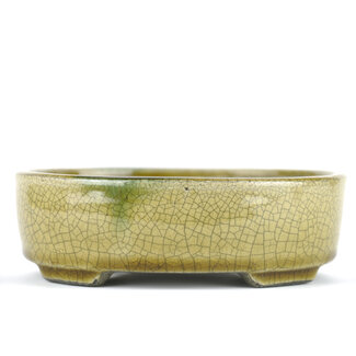  Satomi Mazan, Mazan Terahata Vaso bonsai ovale beige da 160 mm di Terahata Satomi Mazan, Tokoname, Giappone