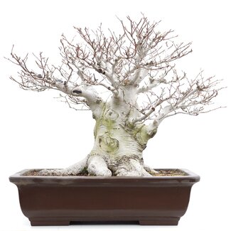 Fagus crenata, 55 cm, ± 65 anni