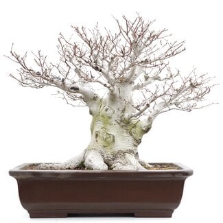 Fagus crenata, 55 cm, ± 65 years old