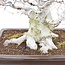 Fagus crenata, 55 cm, ± 65 Jahre alt