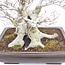 Fagus crenata, 55 cm, ± 65 years old