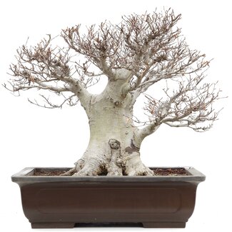 Fagus crenata, 52 cm, ± 65 jaar oud