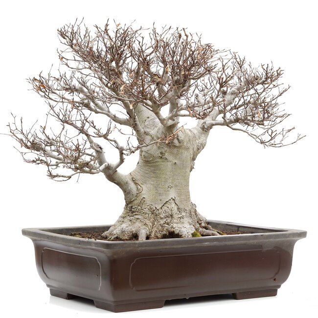 Fagus crenata, 52 cm, ± 65 años