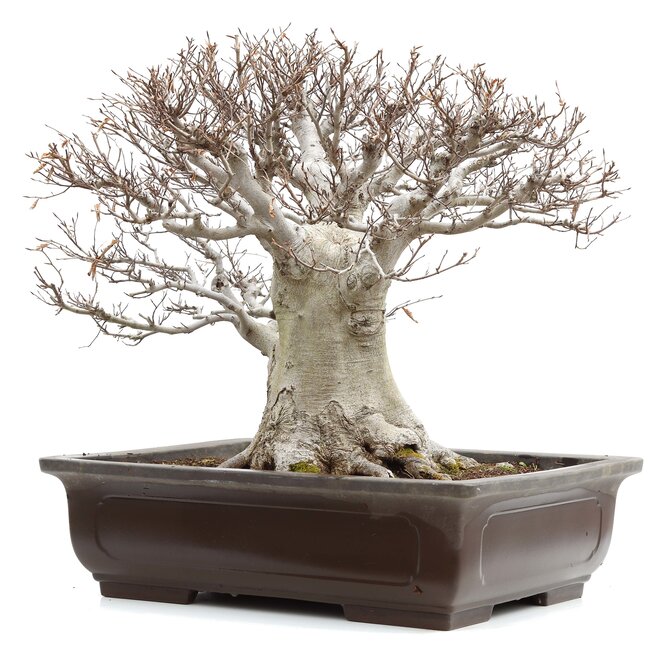 Fagus crenata, 52 cm, ± 65 jaar oud