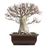 Fagus crenata, 52 cm, ± 65 years old