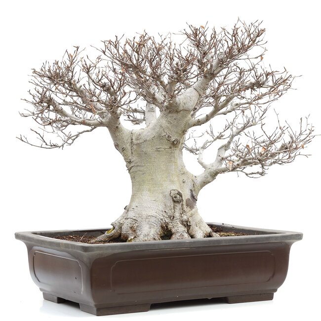 Fagus crenata, 52 cm, ± 65 ans