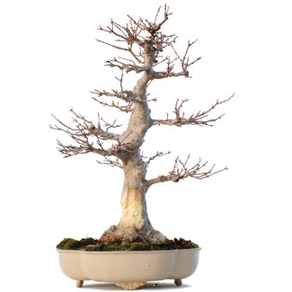 Acer buergerianum, 51 cm, ± 35 Jahre alt