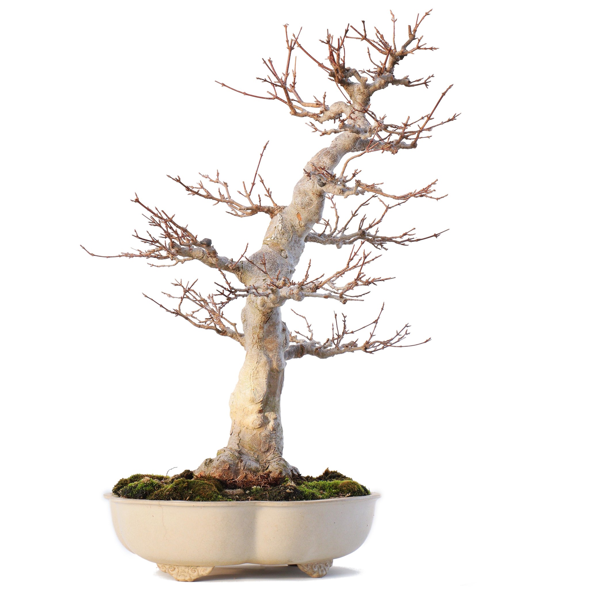 Acer buergerianum, 51 cm, ± 35 Jahre alt, mit kleinem Riss im Topf