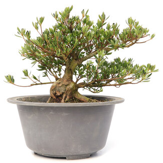 Rhododendron indicum Shinzan, 19,5 cm, ± 12 Jahre alt