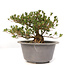 Rhododendron indicum Shinzan, 19,5 cm, ± 12 Jahre alt