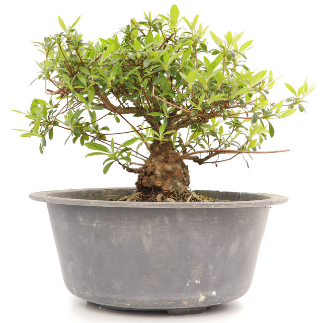 Rhododendron indicum Maturi-No-Tsuki, 24,5 cm, ± 12 Jahre alt