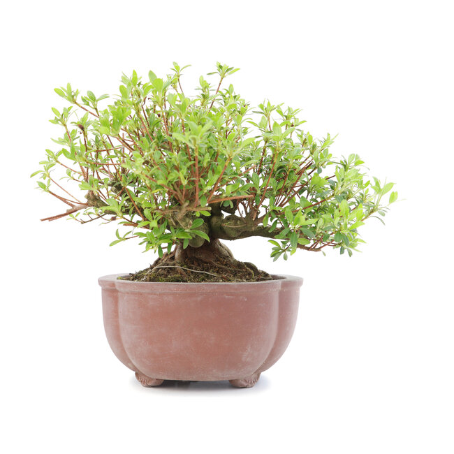 Rhododendron indicum Koun, 22 cm, ± 12 Jahre alt