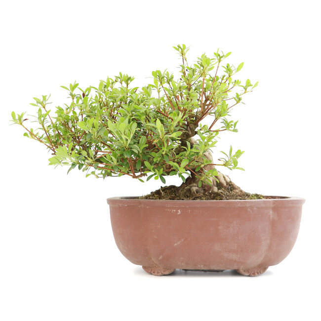 Rhododendron indicum Koun, 22 cm, ± 12 años