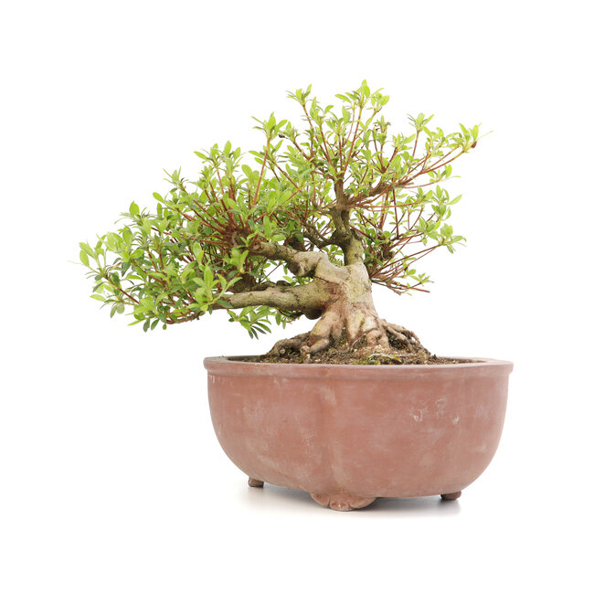 Rhododendron indicum Koun, 22 cm, ± 12 años