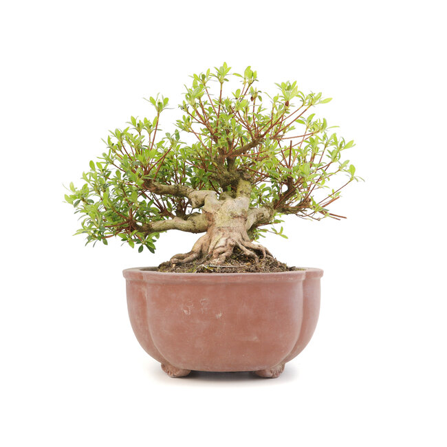 Rhododendron indicum Koun, 22 cm, ± 12 Jahre alt