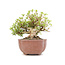 Rhododendron indicum Koun, 22 cm, ± 12 jaar oud