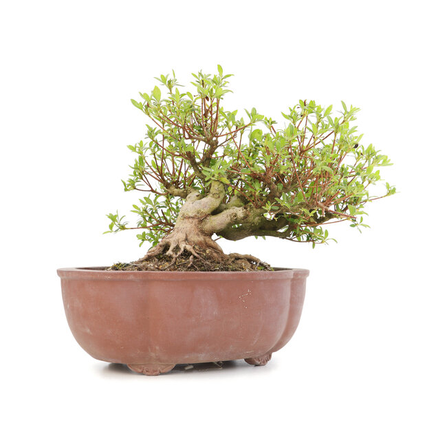 Rhododendron indicum Koun, 22 cm, ± 12 Jahre alt