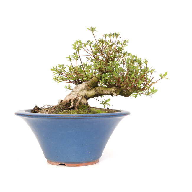 Rhododendron indicum Koun, 20 cm, ± 12 Jahre alt