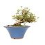 Rhododendron indicum Koun, 20 cm, ± 12 jaar