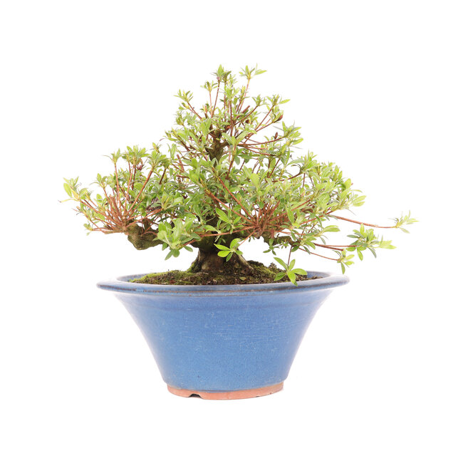 Rhododendron indicum Koun, 20 cm, ± 12 años