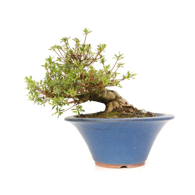 Rhododendron indicum Koun, 20 cm, ± 12 años