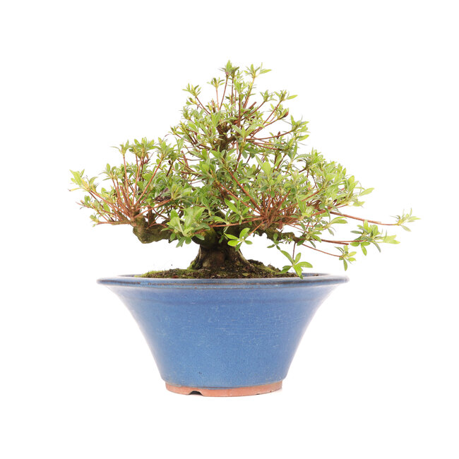 Rhododendron indicum Koun, 20 cm, ± 12 años