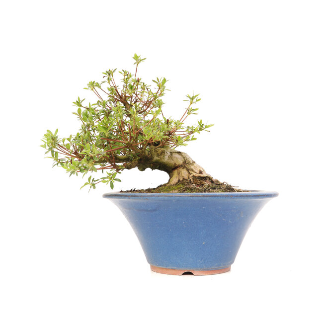 Rhododendron indicum Koun, 20 cm, ± 12 años