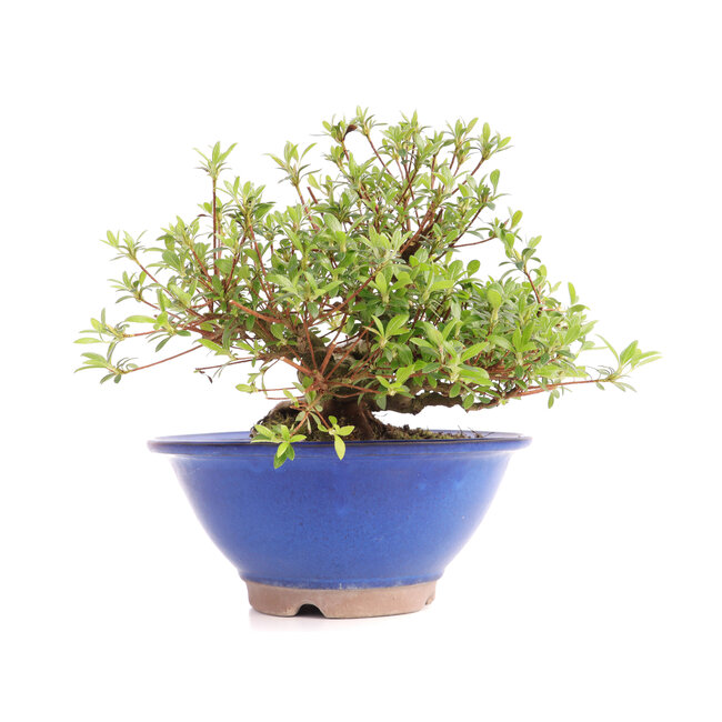 Rhododendron indicum Koun, 20 cm, ± 12 años