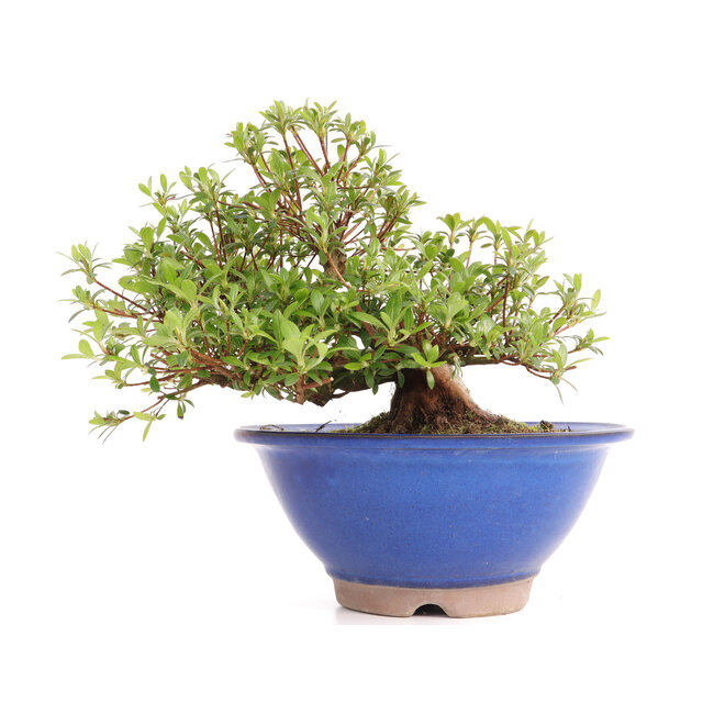 Rhododendron indicum Koun, 20 cm, ± 12 jaar