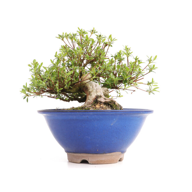 Rhododendron indicum Koun, 20 cm, ± 12 años