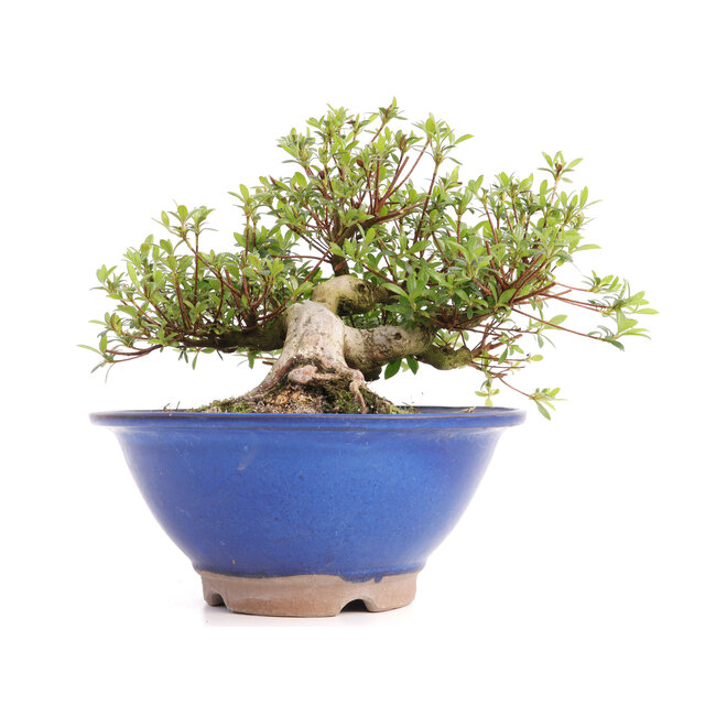 Rhododendron indicum Koun, 20 cm, ± 12 años