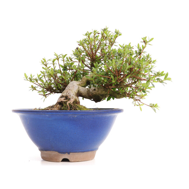 Rhododendron indicum Koun, 20 cm, ± 12 ans