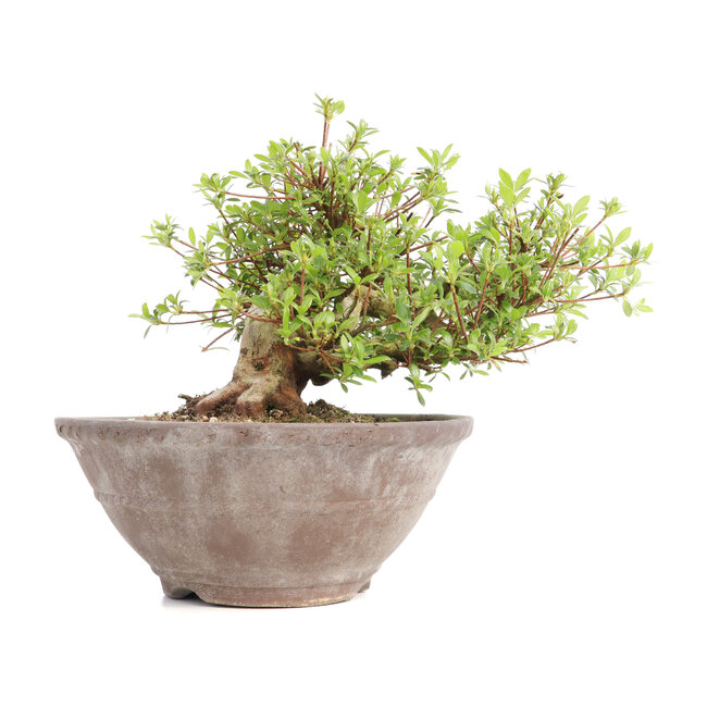 Rhododendron indicum Koun, 20 cm, ± 12 años